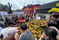 Ratusan warga tampak berkerumun di sekitar mobil bak terbuka yang dipenuhi gunungan durian, saling berebut dengan tertib dan penuh kegembiraan untuk dimakan bersama.
