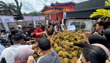 Ratusan warga tampak berkerumun di sekitar mobil bak terbuka yang dipenuhi gunungan durian, saling berebut dengan tertib dan penuh kegembiraan untuk dimakan bersama.
