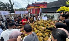 Pesta Durian Sanggau, NasDem Sponsori 1.500 Buah Gratis demi Dongkrak Ekonomi Petani Lokal.