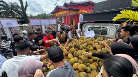 Ratusan warga tampak berkerumun di sekitar mobil bak terbuka yang dipenuhi gunungan durian, saling berebut dengan tertib dan penuh kegembiraan untuk dimakan bersama.
